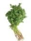 Coriander Leaves 1 Bundle